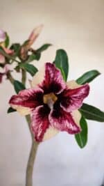 Planta Simples 3089 – 30cm – 02 anos