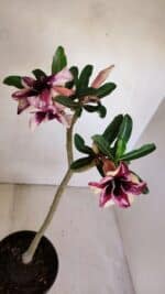 Planta Simples 3089 – 30cm – 02 anos - Imagem 4