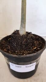 Planta Simples 3089 – 30cm – 02 anos - Imagem 8