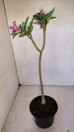 Planta Simples 3089 – 30cm – 02 anos - Imagem 7