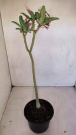 Planta Simples 3089 – 30cm – 02 anos - Imagem 6