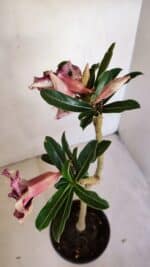 Planta Simples 3089 – 30cm – 02 anos - Imagem 5