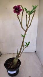 Planta Simples 3090 – 35cm – 03 anos - Imagem 2