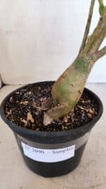 Planta Simples 3090 – 35cm – 03 anos - Imagem 7