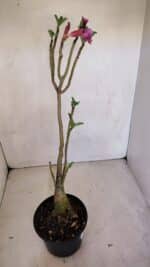 Planta Simples 3090 – 35cm – 03 anos - Imagem 6