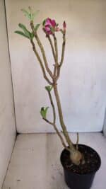 Planta Simples 3090 – 35cm – 03 anos - Imagem 5