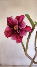 Planta Simples 3090 – 35cm – 03 anos