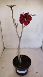 Planta Simples 3091 – 35cm – 03 anos - Imagem 2