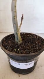 Planta Simples 3091 – 35cm – 03 anos - Imagem 6