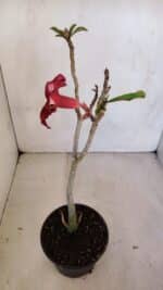 Planta Simples 3091 – 35cm – 03 anos - Imagem 5