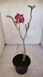 Planta Simples 3091 – 35cm – 03 anos - Imagem 4