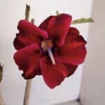 Planta Simples 3091 – 35cm – 03 anos