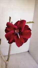 Planta Simples 3091 – 35cm – 03 anos