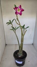 Planta Simples 3092 – 40cm – 03 anos - Imagem 2