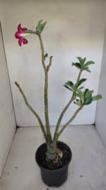 Planta Simples 3092 – 40cm – 03 anos - Imagem 7