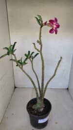 Planta Simples 3092 – 40cm – 03 anos - Imagem 6