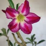 Planta Simples 3092 – 40cm – 03 anos