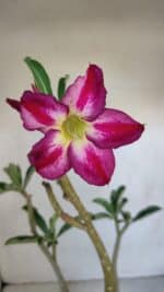 Planta Simples 3092 – 40cm – 03 anos