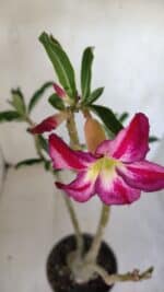 Planta Simples 3092 – 40cm – 03 anos - Imagem 4