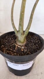 Planta Simples 3093 – 35cm – 03 anos - Imagem 7