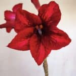 Planta Simples 3093 – 35cm – 03 anos