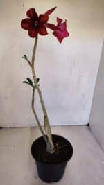 Planta Simples 3093 – 35cm – 03 anos - Imagem 6