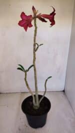 Planta Simples 3093 – 35cm – 03 anos - Imagem 5