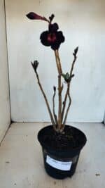 Planta Simples 3094 – 30cm – 02 anos - Imagem 2