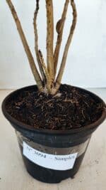 Planta Simples 3094 – 30cm – 02 anos - Imagem 6