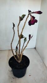 Planta Simples 3094 – 30cm – 02 anos - Imagem 5