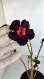 Planta Simples 3094 – 30cm – 02 anos