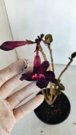 Planta Simples 3094 – 30cm – 02 anos - Imagem 4