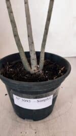 Planta Simples 3095 – 30cm – 02 anos - Imagem 7