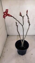 Planta Simples 3095 – 30cm – 02 anos - Imagem 6