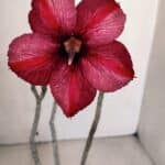 Planta Simples 3095 – 30cm – 02 anos