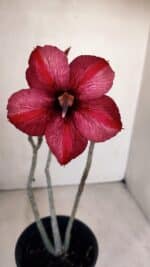 Planta Simples 3095 – 30cm – 02 anos