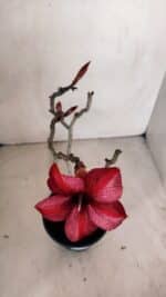 Planta Simples 3095 – 30cm – 02 anos - Imagem 4