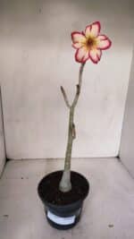 Planta Simples 3097 – 30cm – 02 anos - Imagem 2