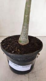 Planta Simples 3097 – 30cm – 02 anos - Imagem 5