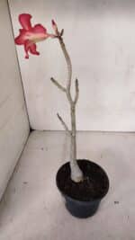 Planta Simples 3097 – 30cm – 02 anos - Imagem 4