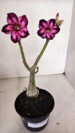 Planta Simples 3098 – 30cm – 02 anos - Imagem 2