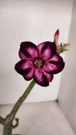 Planta Simples 3098 – 30cm – 02 anos