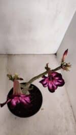 Planta Simples 3098 – 30cm – 02 anos - Imagem 5