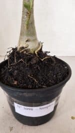 Planta Simples 3098 – 30cm – 02 anos - Imagem 7