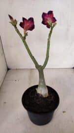 Planta Simples 3098 – 30cm – 02 anos - Imagem 6