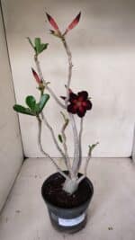 Planta Simples 3099 – 35cm – 03 anos - Imagem 2