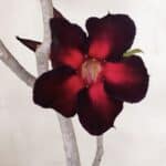 Planta Simples 3099 – 35cm – 03 anos