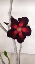 Planta Simples 3099 – 35cm – 03 anos