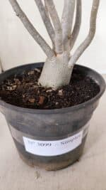 Planta Simples 3099 – 35cm – 03 anos - Imagem 4