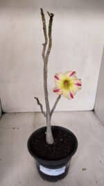 Planta Simples 3100 – 30cm – 02 anos - Imagem 2